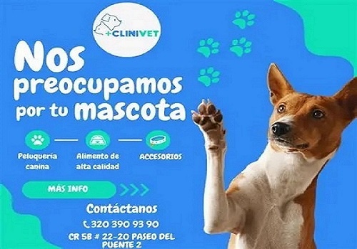 Pet 3